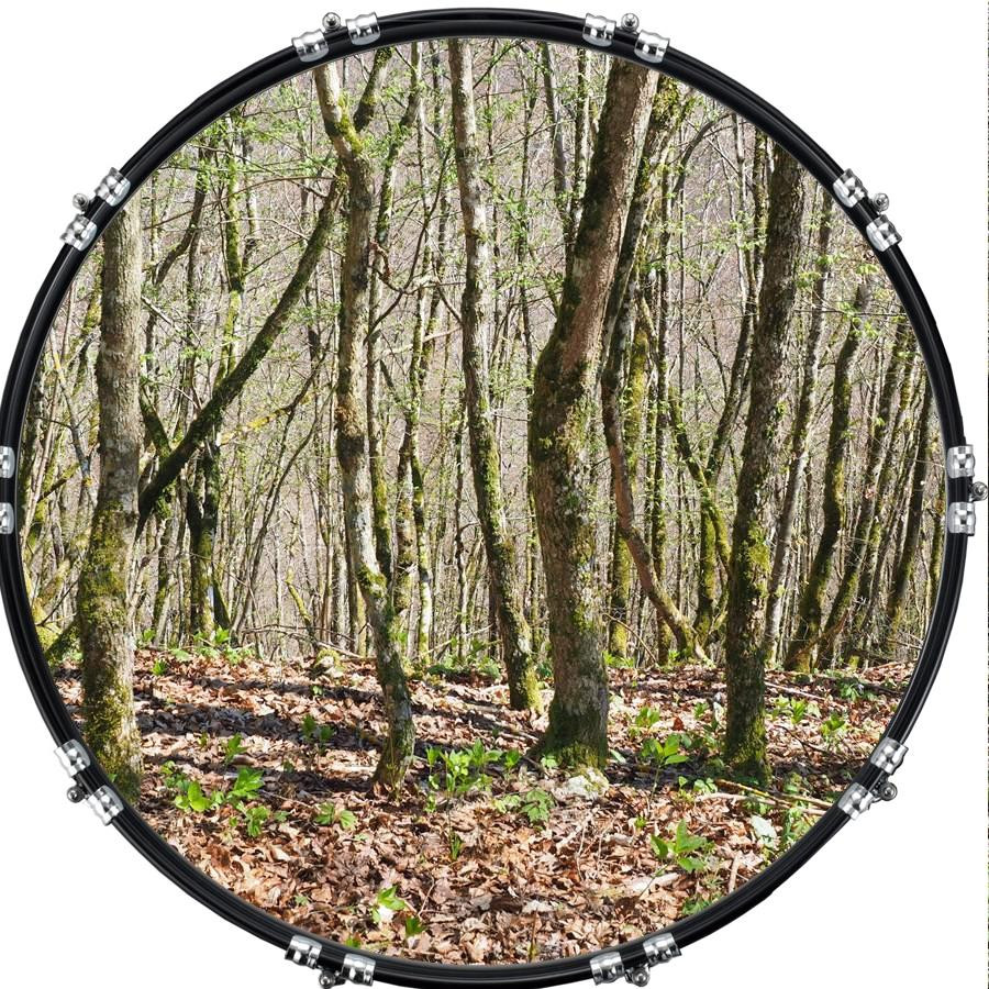 20" Custom Bass Kick Drum Front Head Graphic Graphical True Forest 2