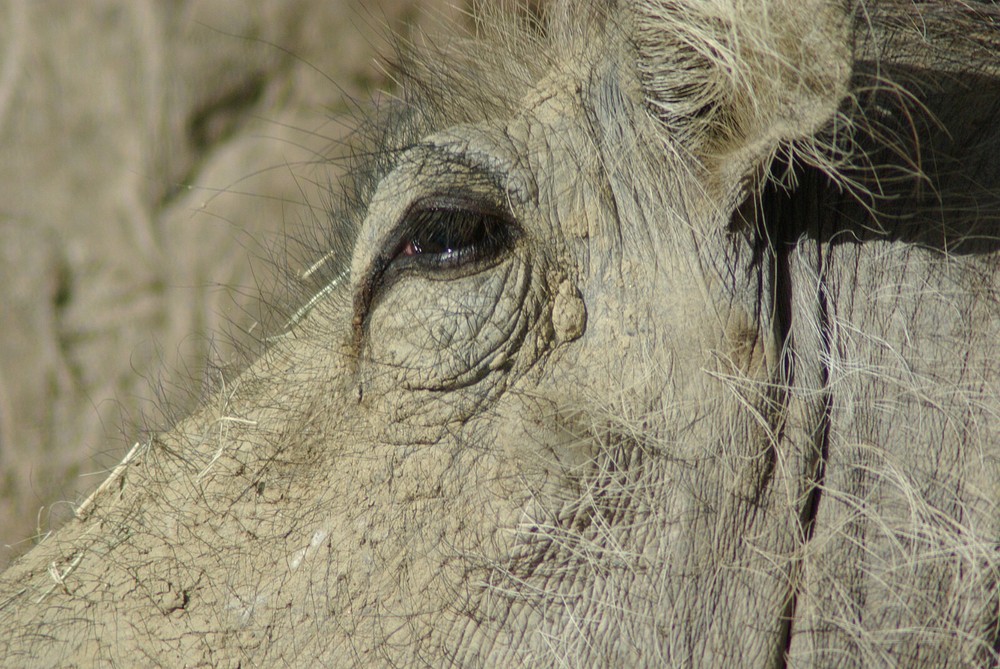 Warthog Taxidermy Reference Photo Cd