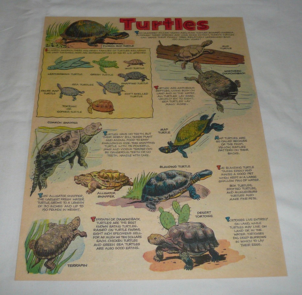 1956 cartoon page ~ TURTLES