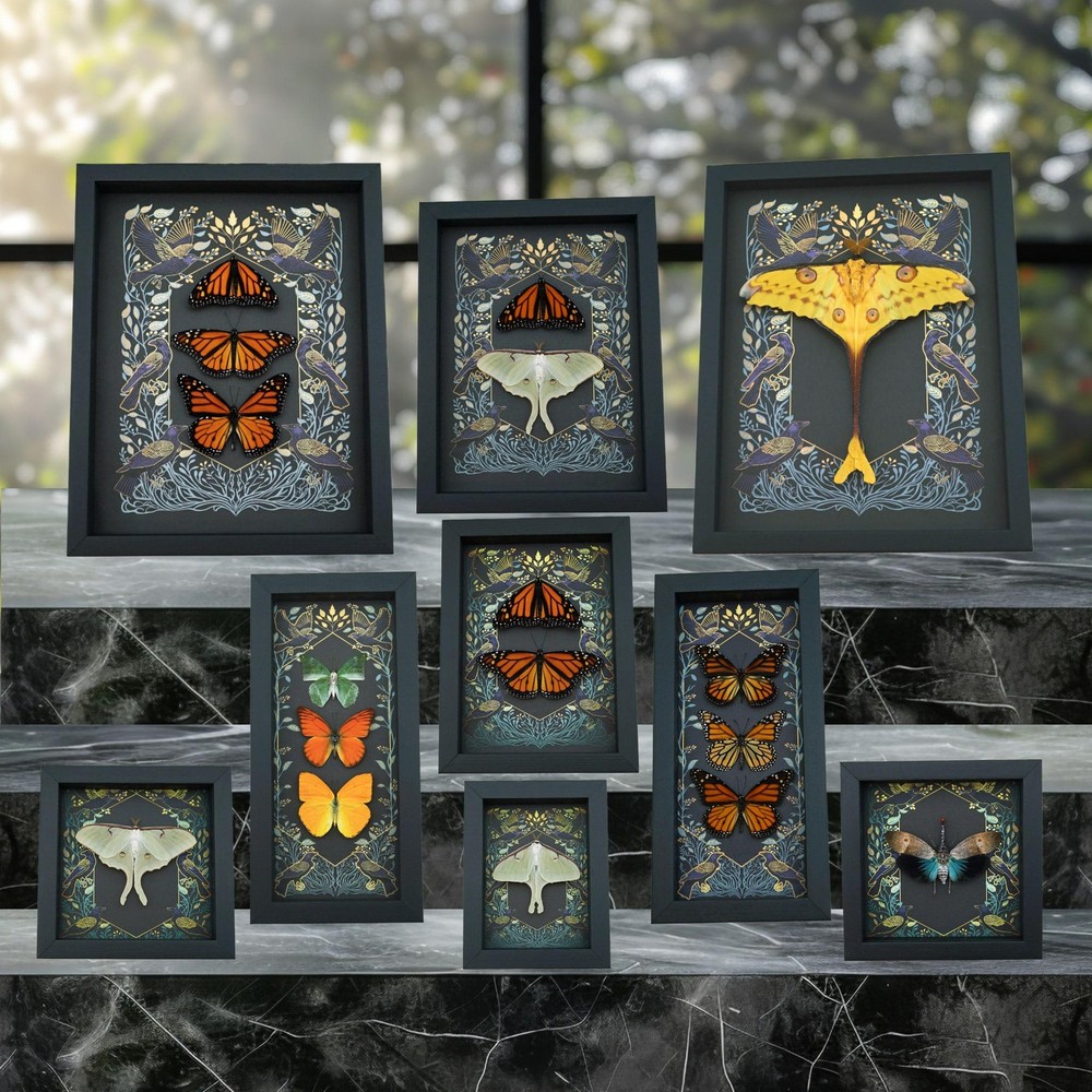 Wasp Mimic Moth: Framed Painted Handmaiden Insect Display