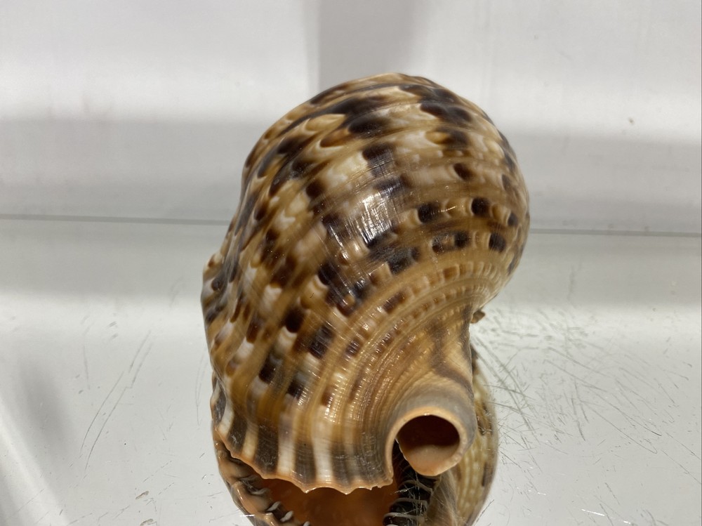 Seashell Large Size From Collection Rare and Beautiful