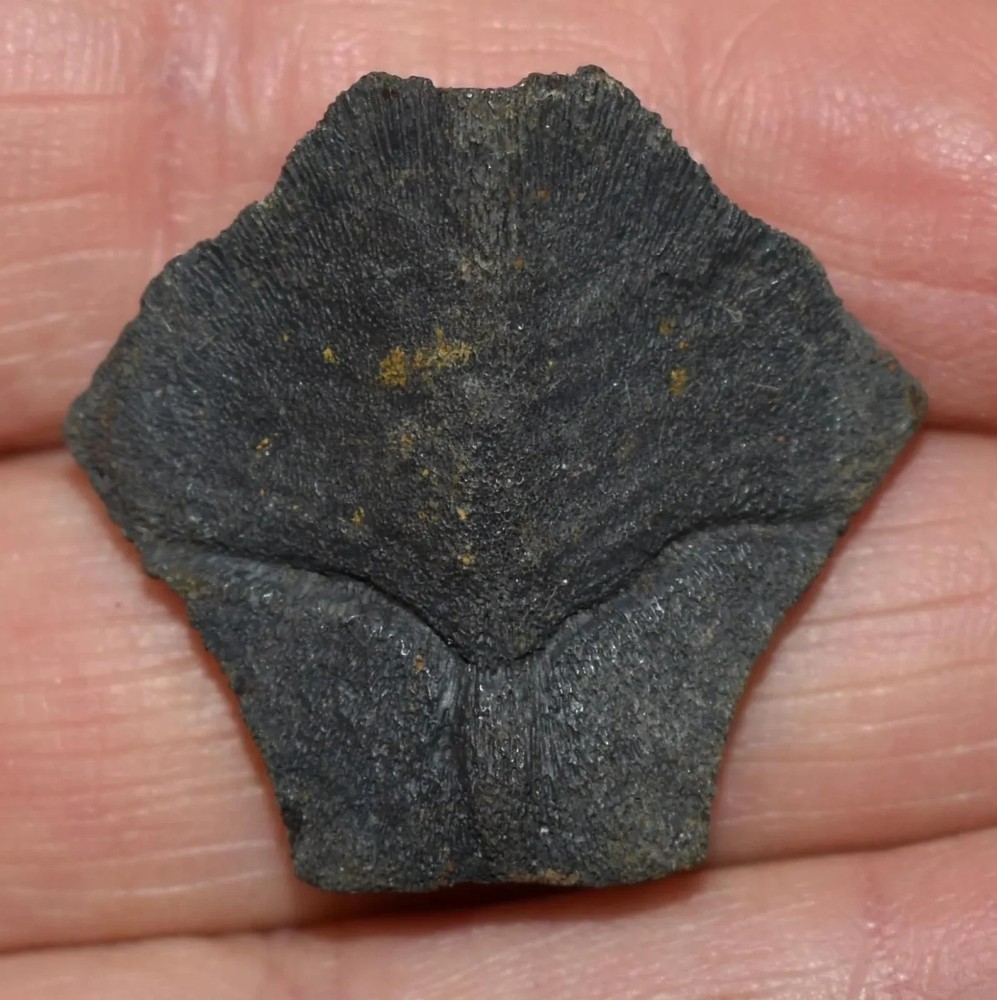 Great Small Fossil Nuchal Scute Turtle
