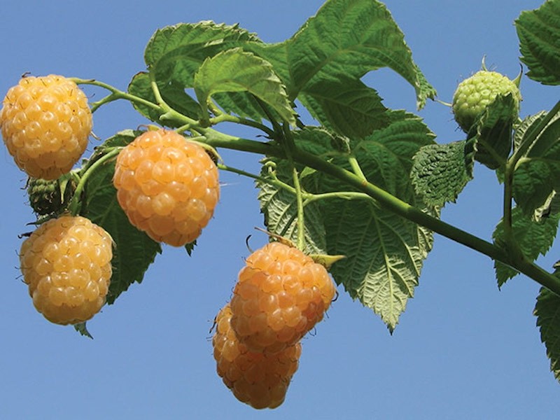 3 Fall Gold Raspberry Plant - Rubus idaeus - Starter Plug