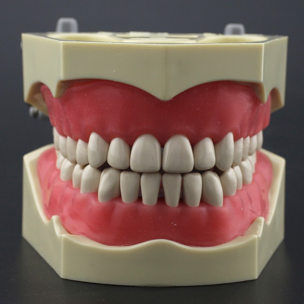 Columbia Dentoform 860 Type Dental Typodont Model & 32pcs Removable Teeth Kit