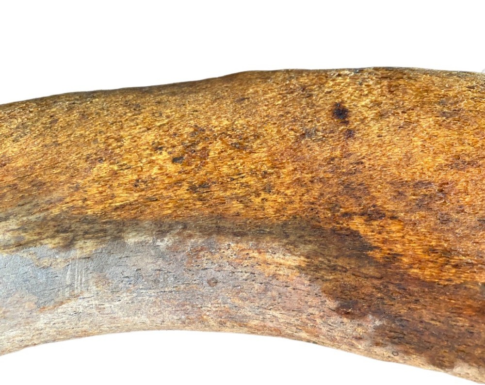Large, Heavy Fossilized Whale Bone