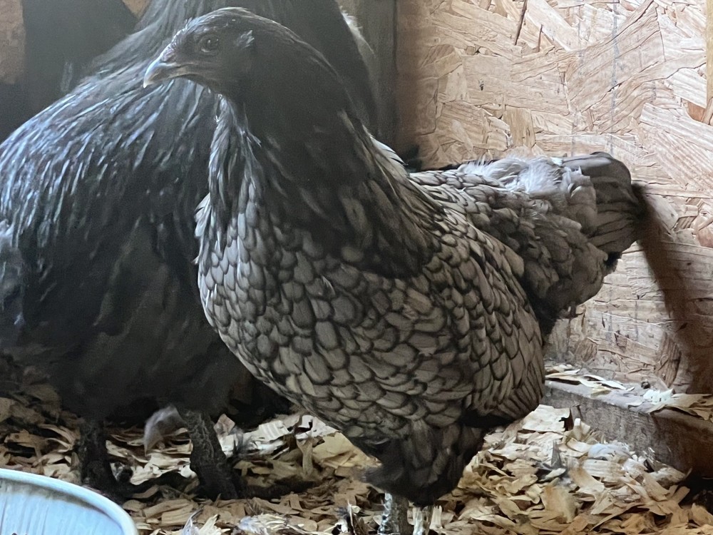 Assorted Large Fowl Hatching Eggs—Exhibition Line