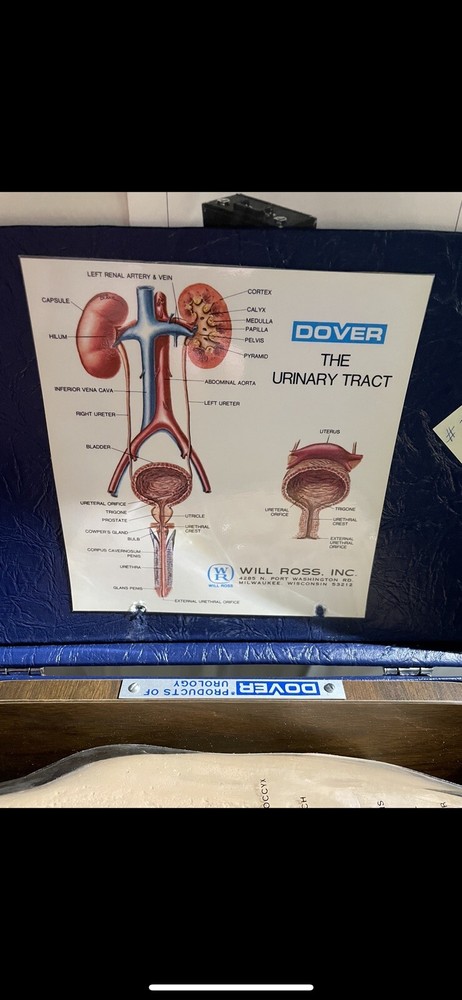 Dover Life form Male Cath AID- 1 Simulator