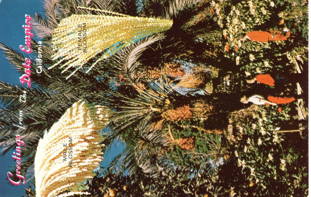 DATE HARVEST, INDIO, CA - PC6234