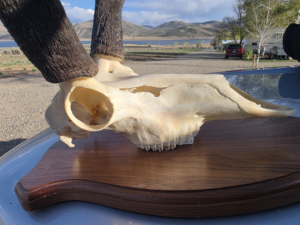 Larg Antelope European Plaque Mount!