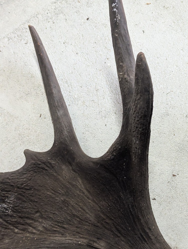 2 Moose Antlers From And Old Mount