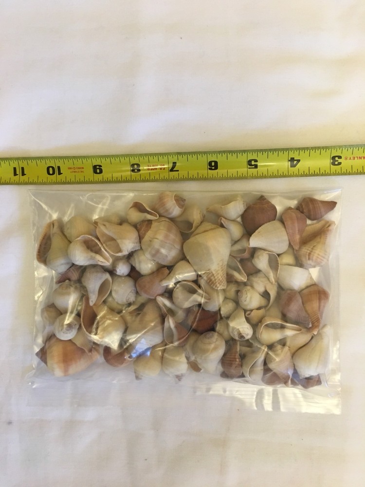 Pyrulla Paradisca Shells