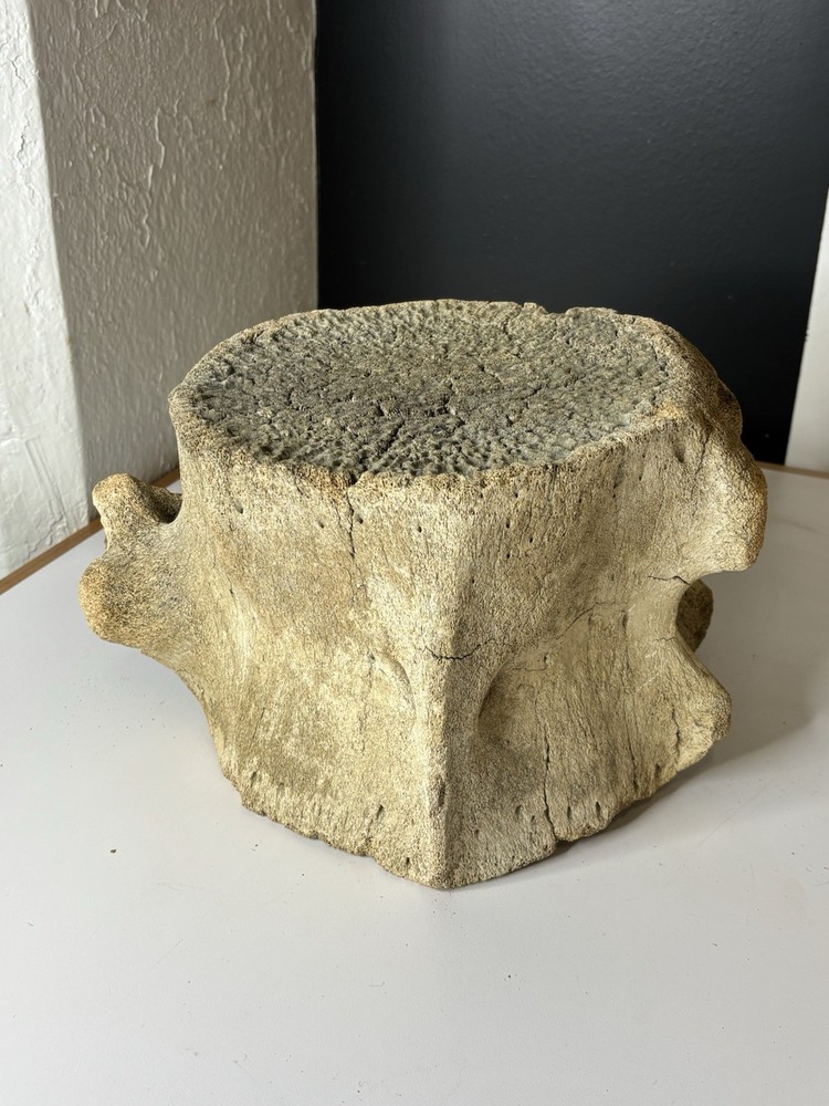 Whale Vertebrae Fossilized LARGE