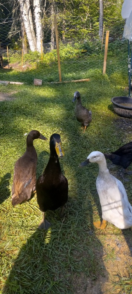 12 Indian Runner Duck Hatching Eggs (+ 2 Extra FREE)