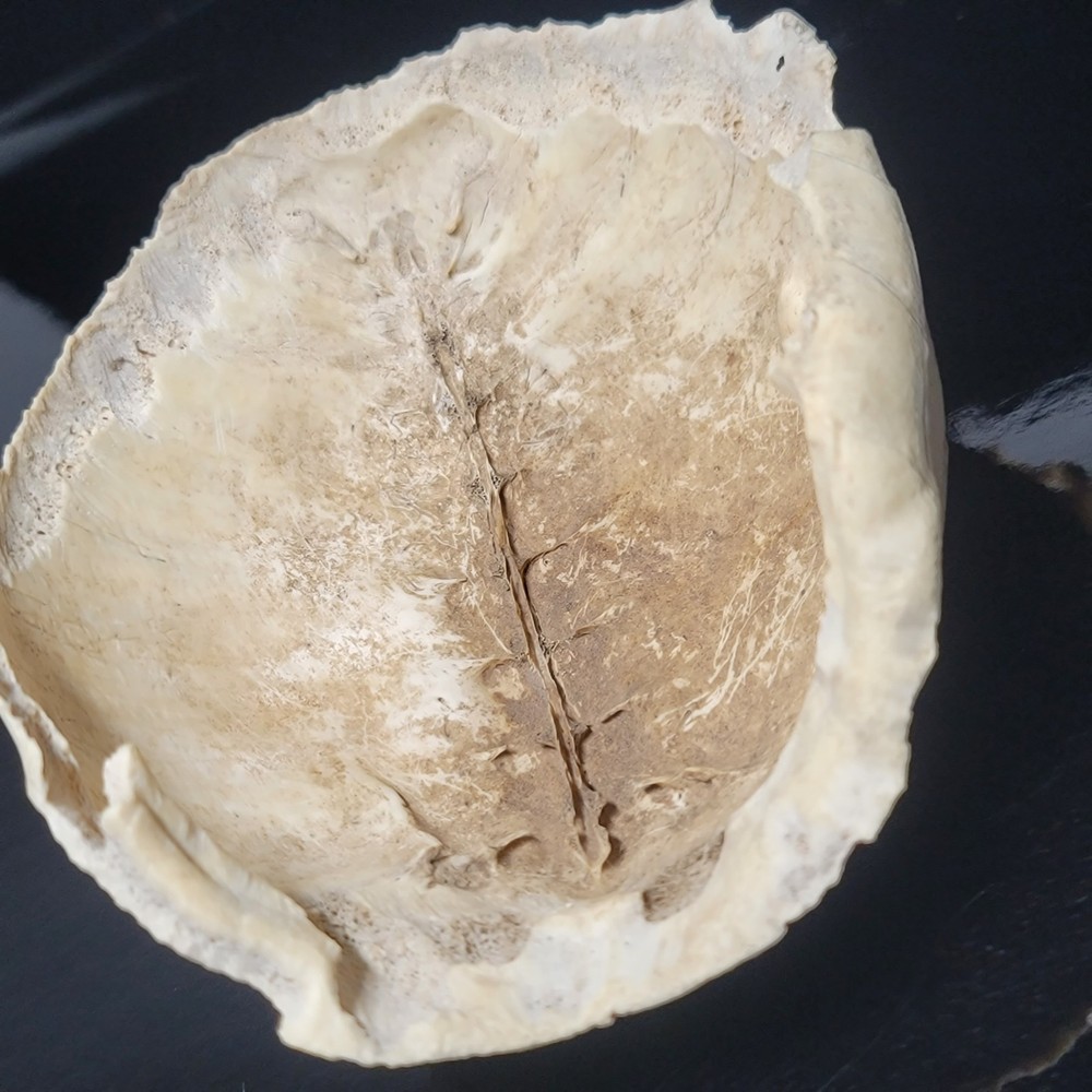 BLEACHED FOSSILIZED REPTILE BONE Skeleton TURTLE SHELL #1