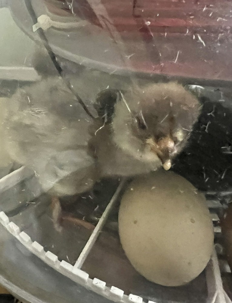 5 Easter & Olive Egger, Green unwashed Hatching Eggs.