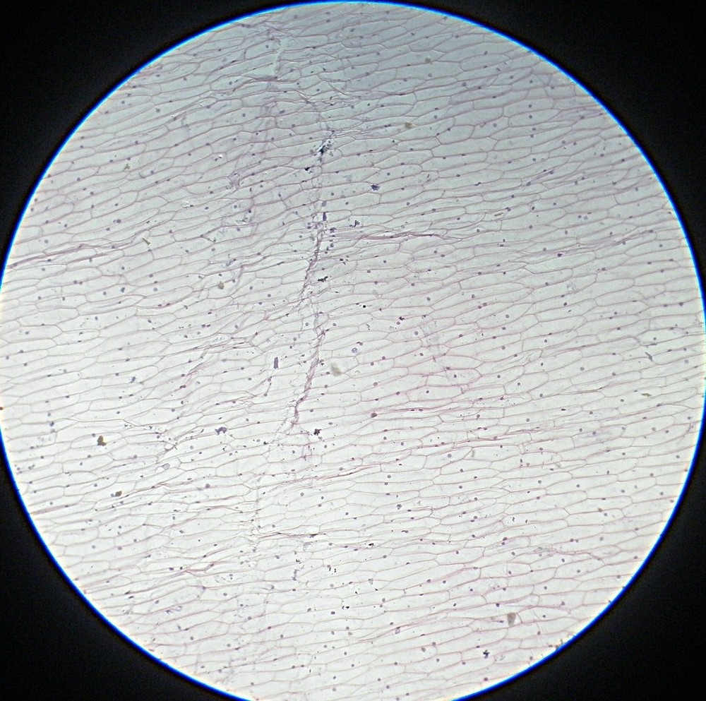 3 Vintage Microscope Slides. Botany.