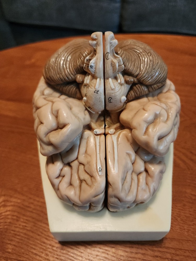 2-Part Brain Model Anatomy Model