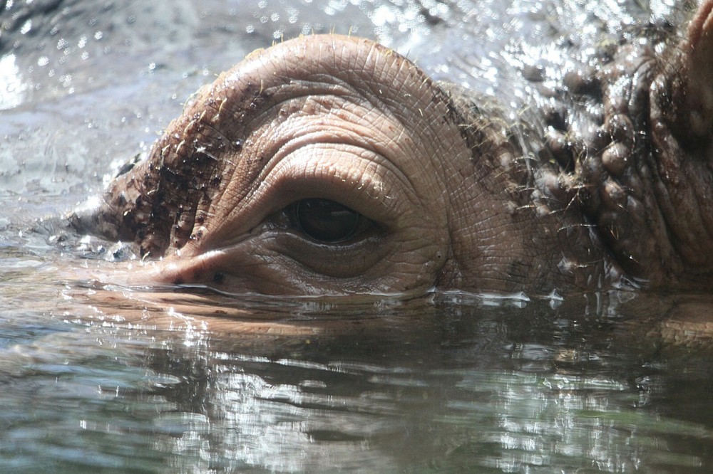 Hippopotamus Taxidermy Reference Photo Cd