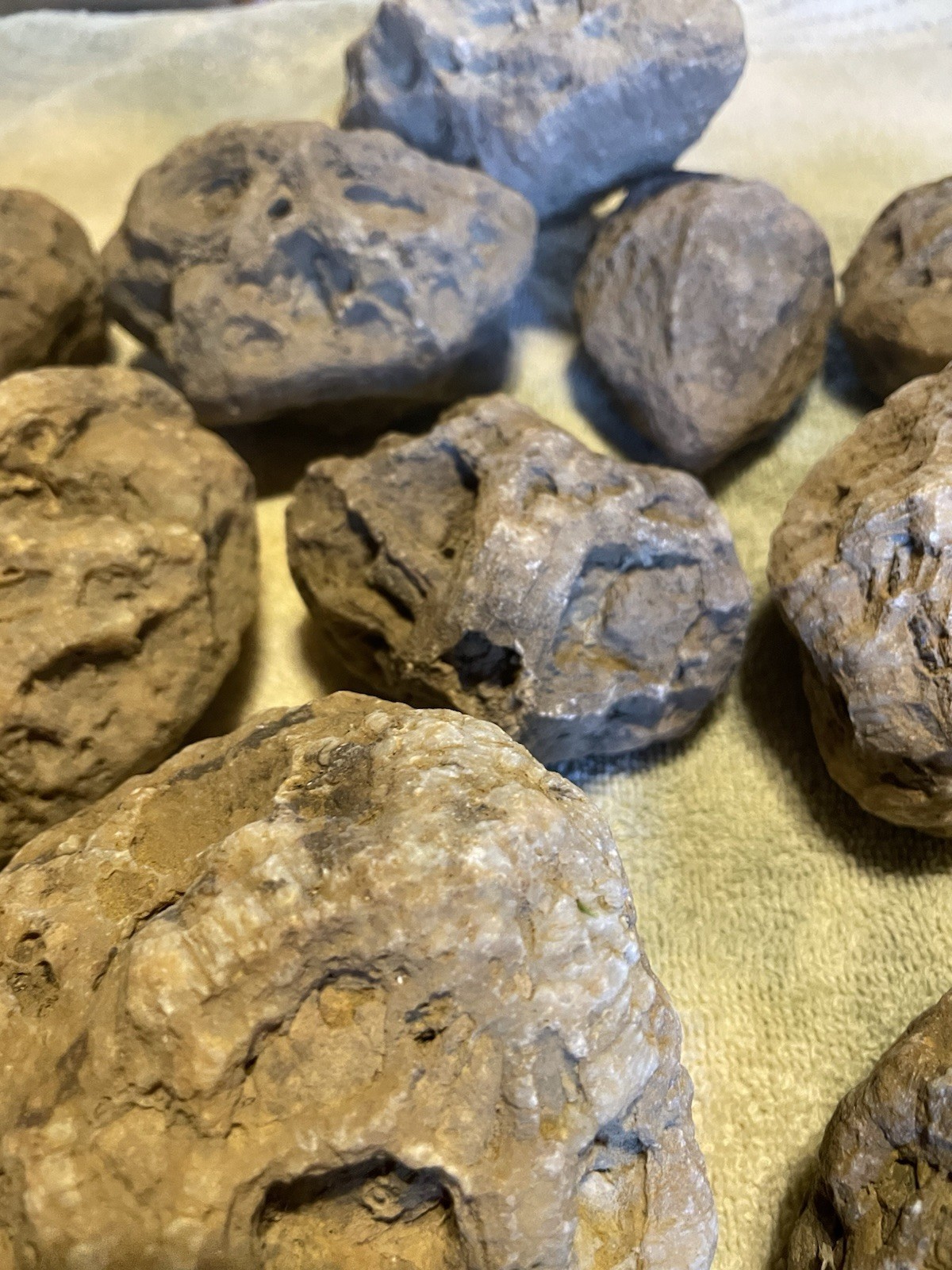 27-KENTUCKY GEODIZED FOSSILS. NICE ONES. 1” TO 5”.