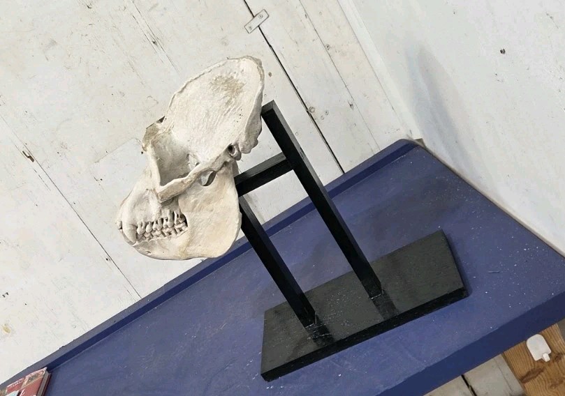 Gorilla Skull Replica Life Size, With Wood Stand.