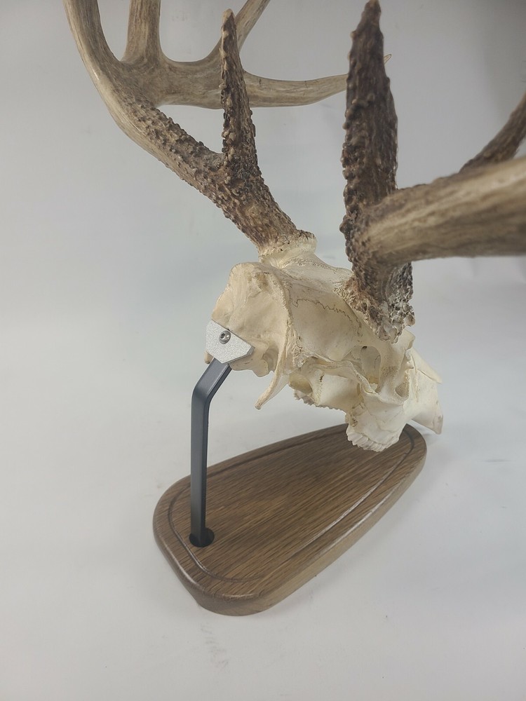 European Skull Mount Table Top Display Dark White Oak