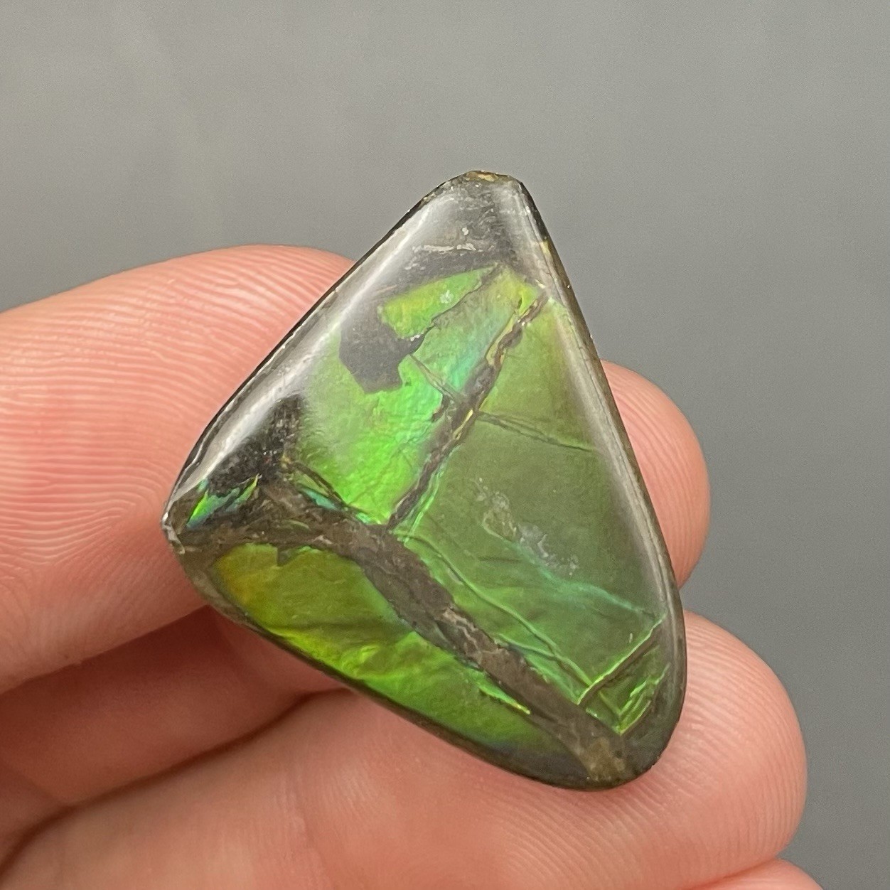 GORGEOUS GREEN CANADIAN AMMOLITE FOSSIL AMMONITE ALBERTA CANADA