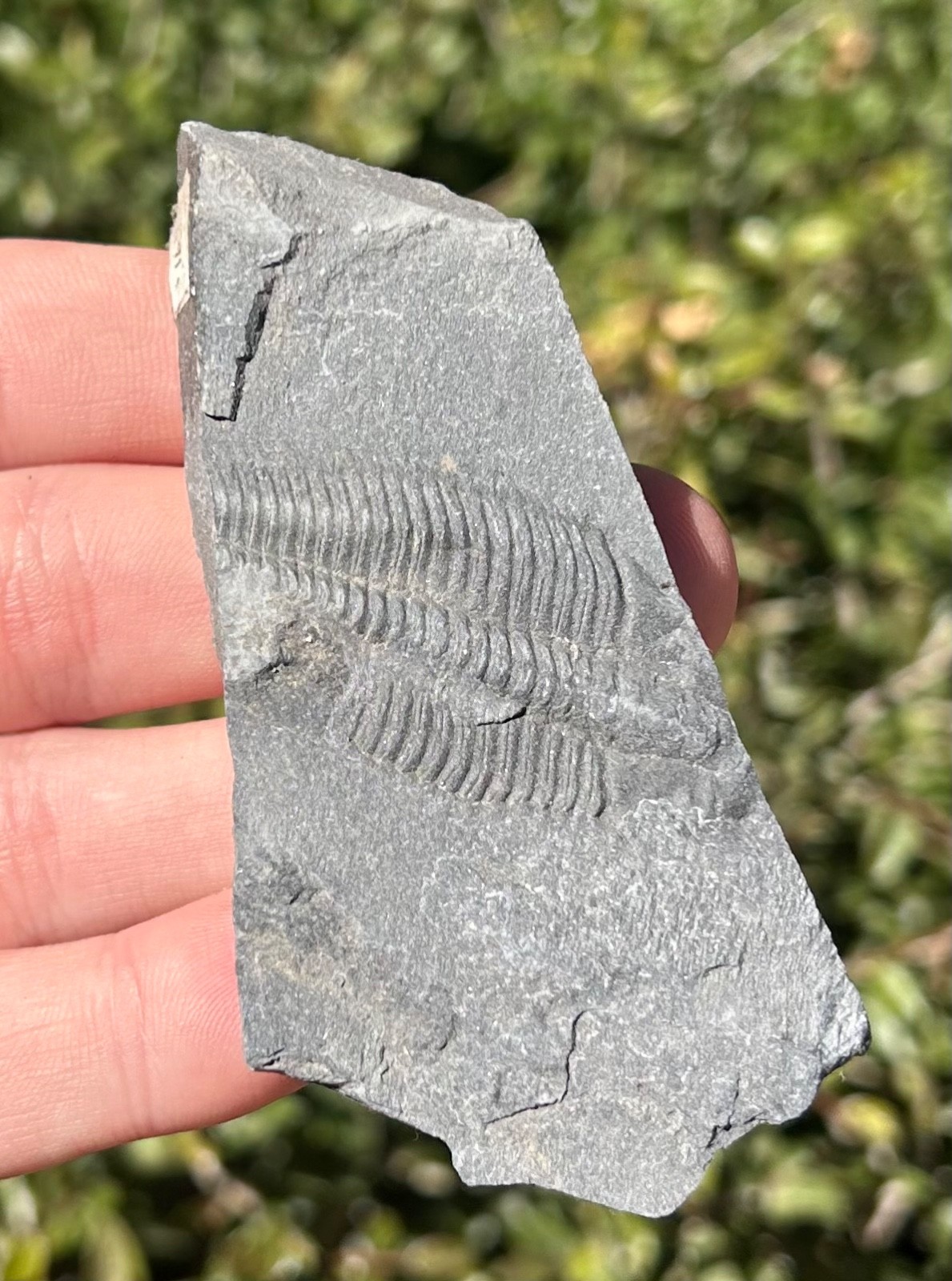 Washington Fossil Trilobite Metaline Formation Cambrian Bug in Matrix