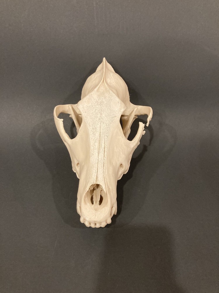 Wolf Skull