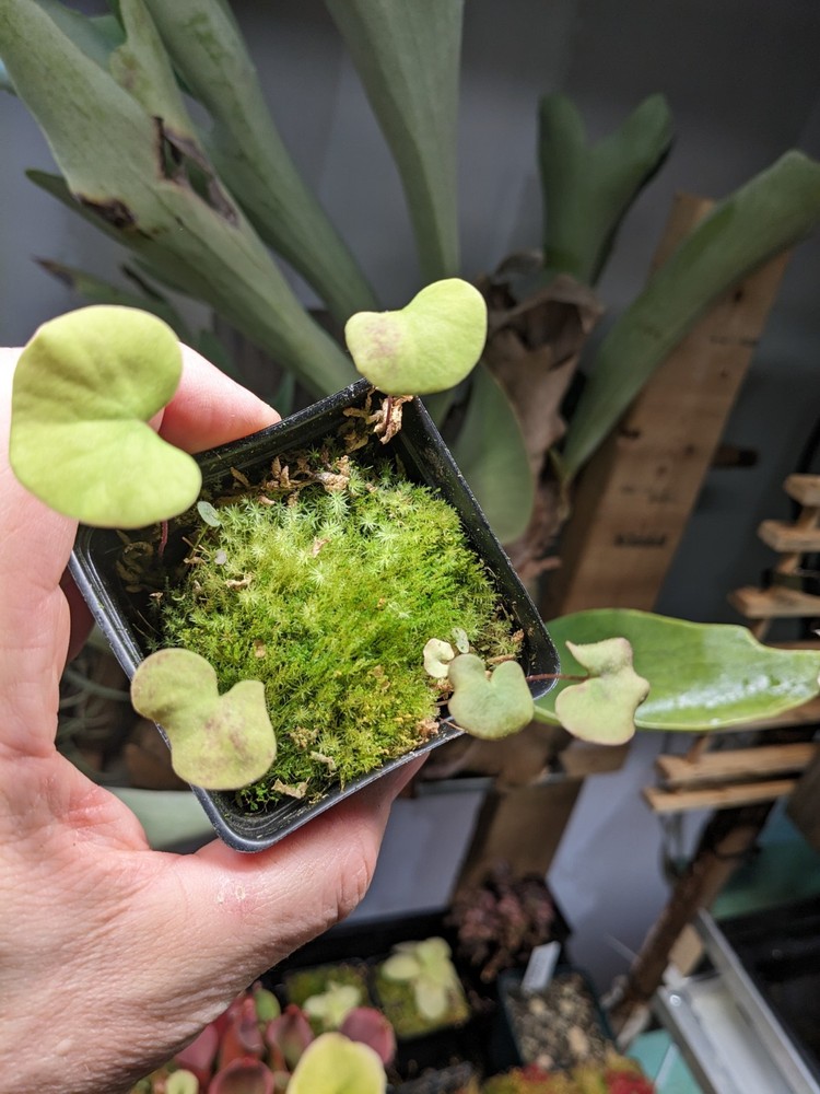 Utricularia reniformis (f. courte)