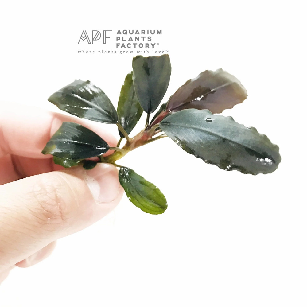 Bucephalandra Rainbow Marble | Buce Aquarium Plants Factory®