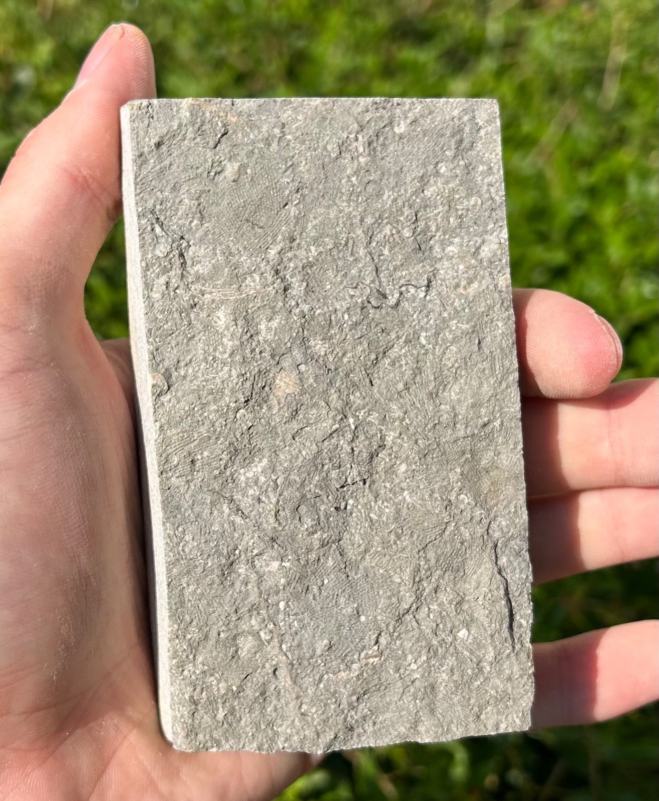 NICE Fossil Crinoid in Matrix Cymbiocrinus Alabama Bangor Limestone Formation