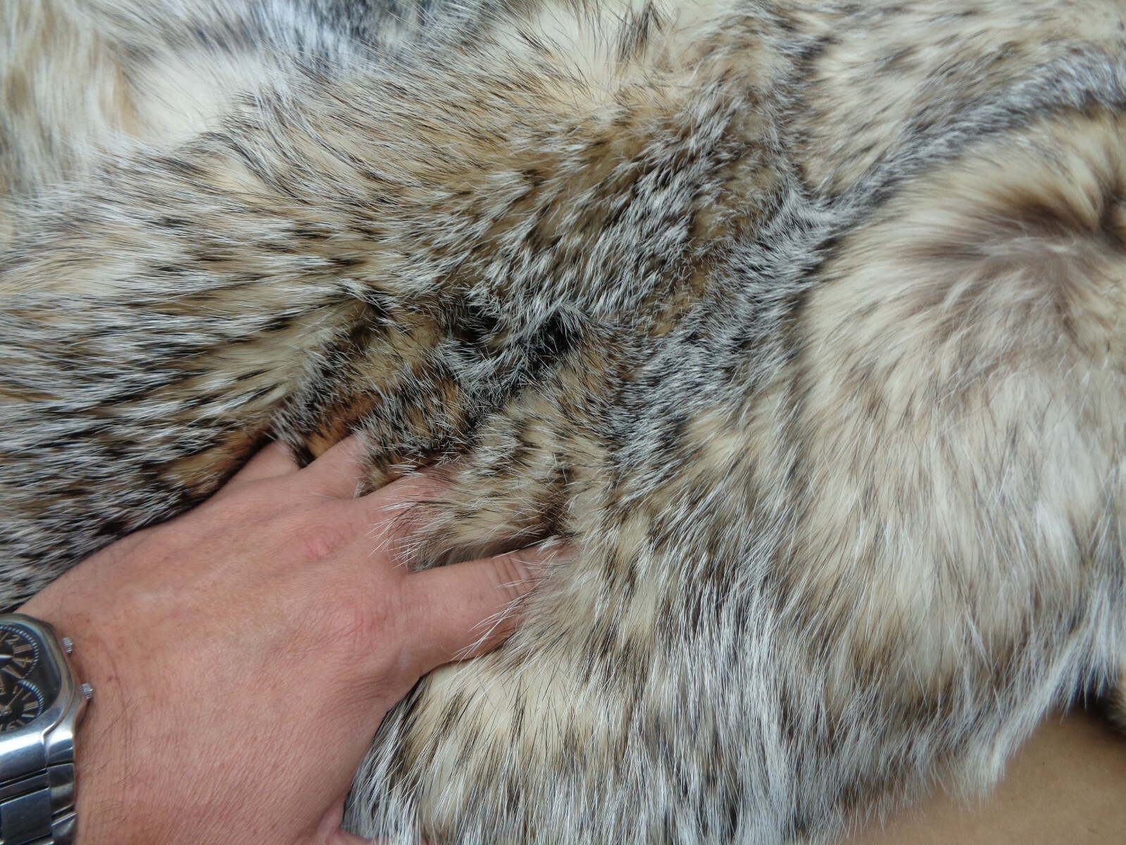 Tanned #1 Heavy Furred Badger Hide/Fur/Taxidermy/Free ship/Trapping/Pelts
