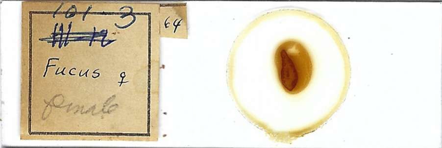 Fucus Female Microscope Slide