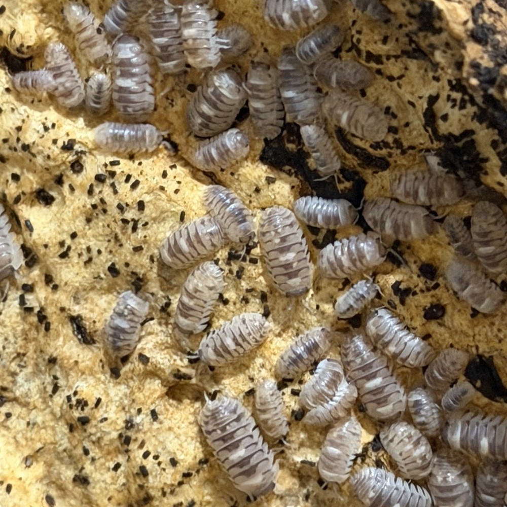 25+ Marbleized Isopods