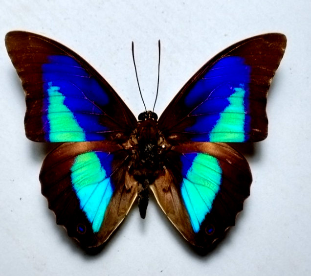 prepona subomphale,,,, big , hard to get, unmounted