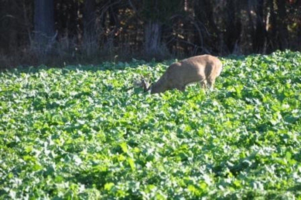 10 LBS PURPLE TOP TURNIPS DEER FOOD PLOT SEED