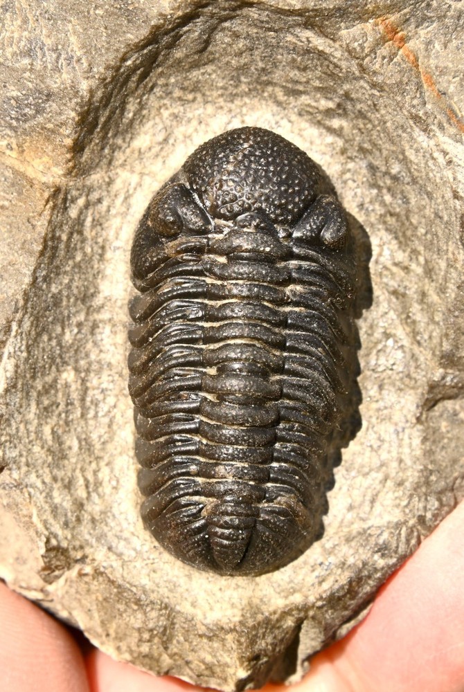 Trilobite Fossil, Phacops sp, from Morocco #2