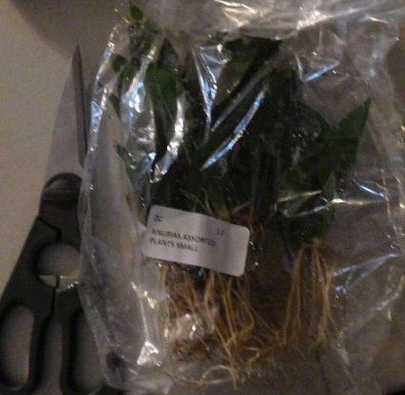6 assorted anubias