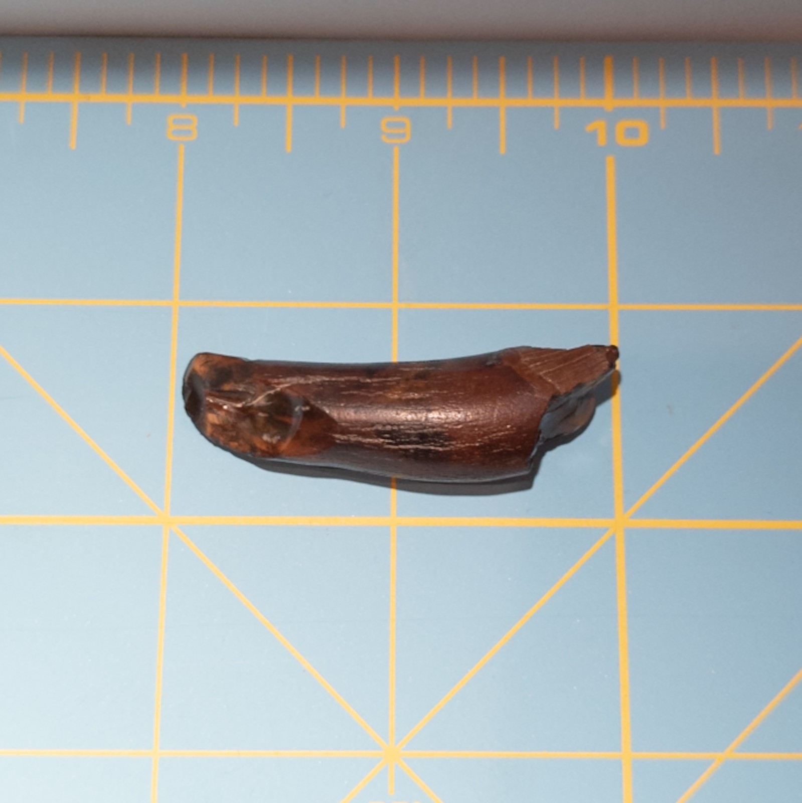 Ankylorhiza Tiedemani Fossil Tooth 2-in Giant Speartoothed Dolphin (Oligocene)