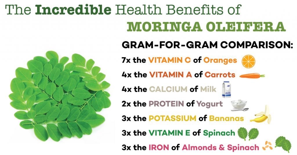 Moringa Seeds for Planting | Non-GMO Wingless from India Very Fresh | Bulk