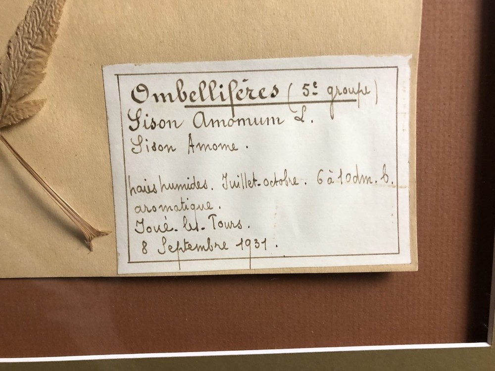 1931 Pressed Botanical Specimen Sison Amome.