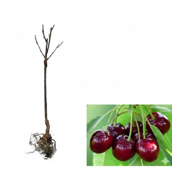 3 ft. Lapins Cherry Semi-Dwarf Tree – Self-Pollinating, High Yield
