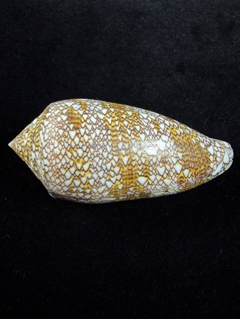Conus Textile Shell 91.7mm Large Cone shell Bohol, Calituban Island W/Data