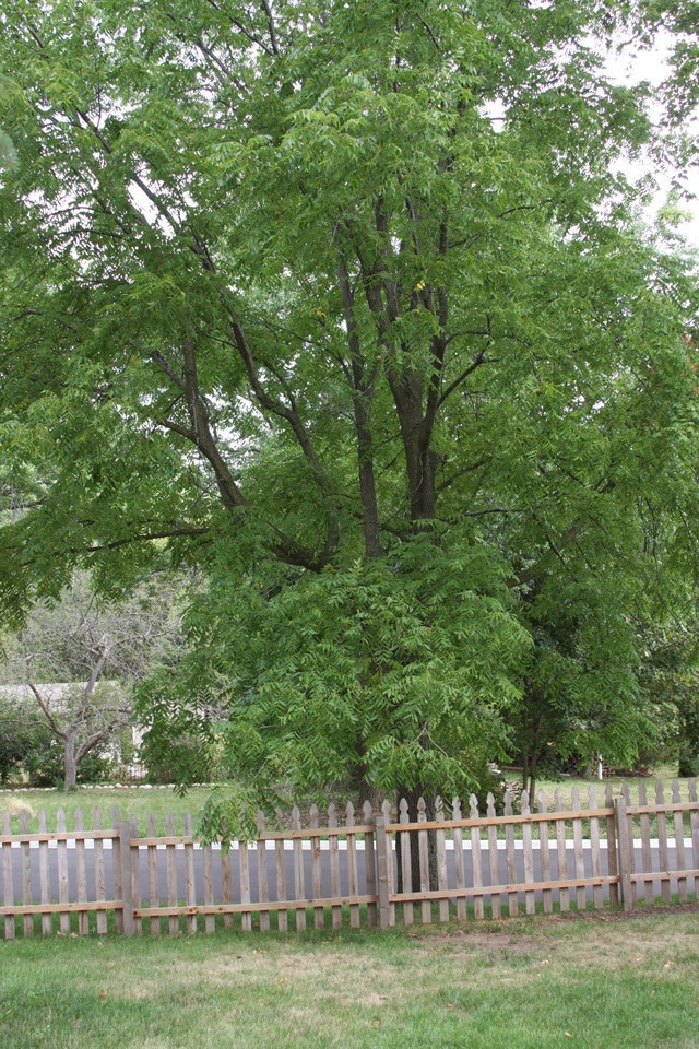 2 Black Walnut Tree Bare Root /Juglans Nigra American