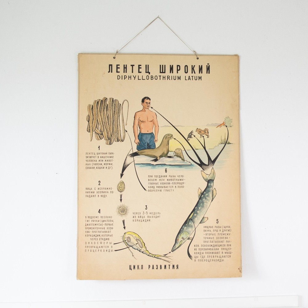 Vintage original handwritten poster. Pull down chart. Anatomical art poster.