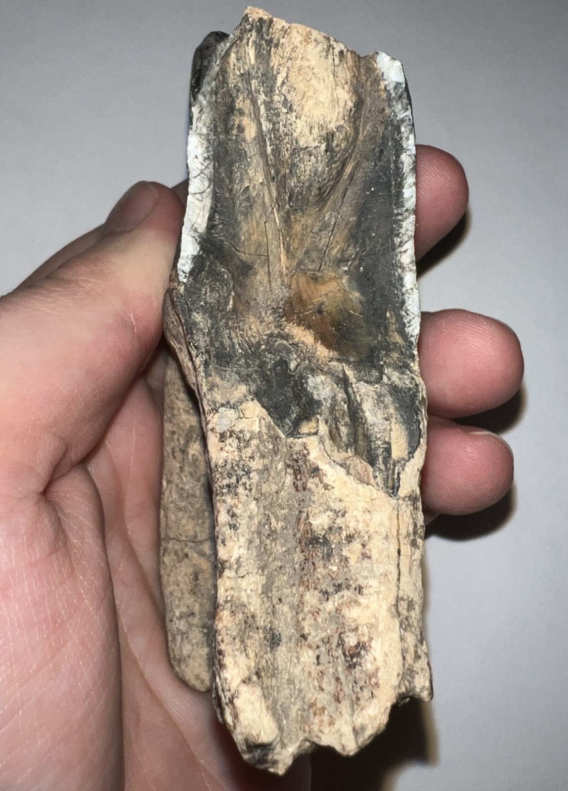 HUGE Ice Age Fossil COELODONTA Lower Molar Tooth 3.84 Inches!