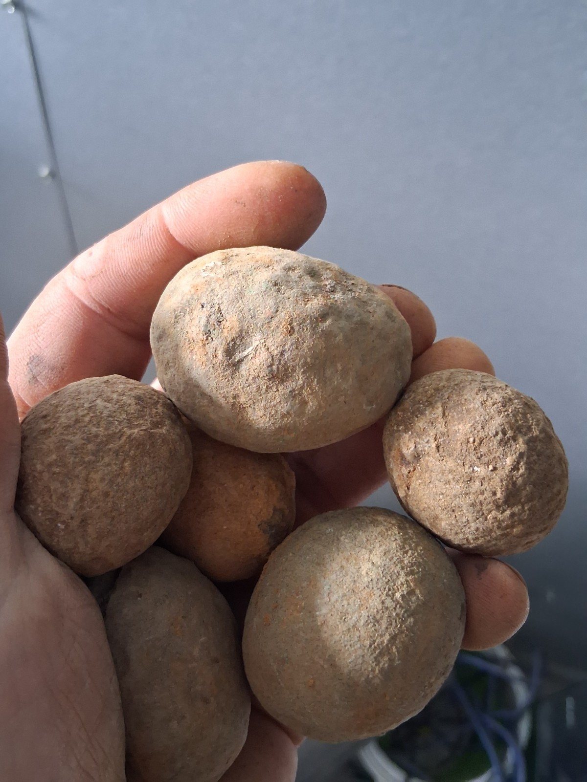 6 Unprepared Crab Fossil Concretions(small) Washington State Megakos Macrospinus