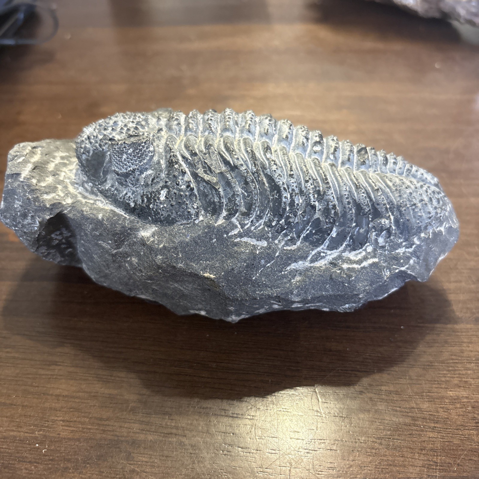 Trilobite In Matrix Paleozoic Fossil 300 Million Yrs Large