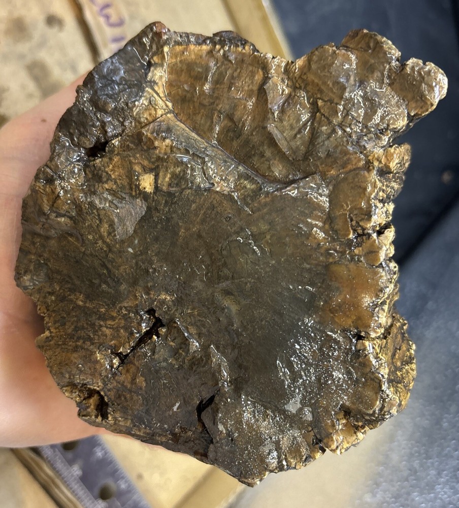 petrified wood Full Round
