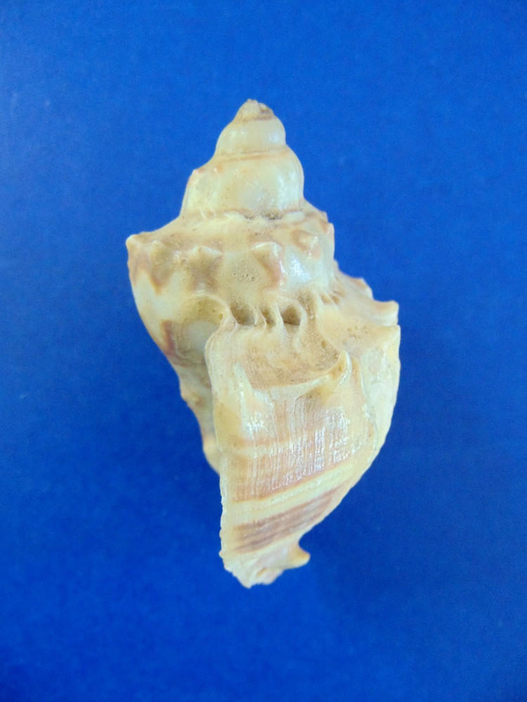 Lot of 4 Seashells